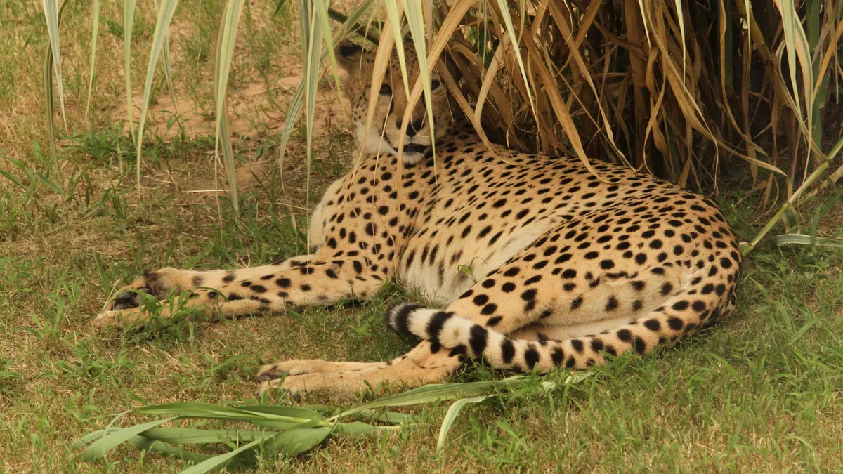 A cheetah resting in the grass at the Little Rock Zoo's Cheetah Outpost