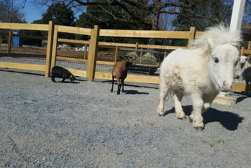 A miniature horse and goats in the paddock at the Arkansas Heritage Farm