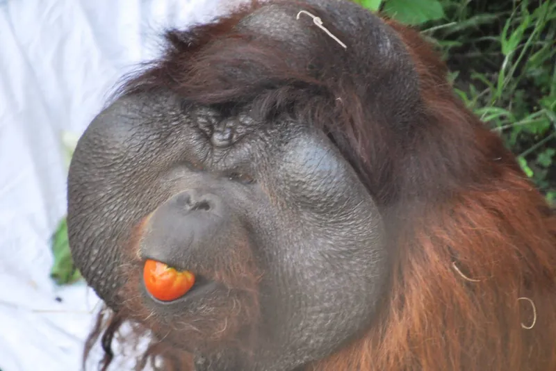 An orangutan at the Little Rock Zoo holding a piece of orange fruit in its mouth