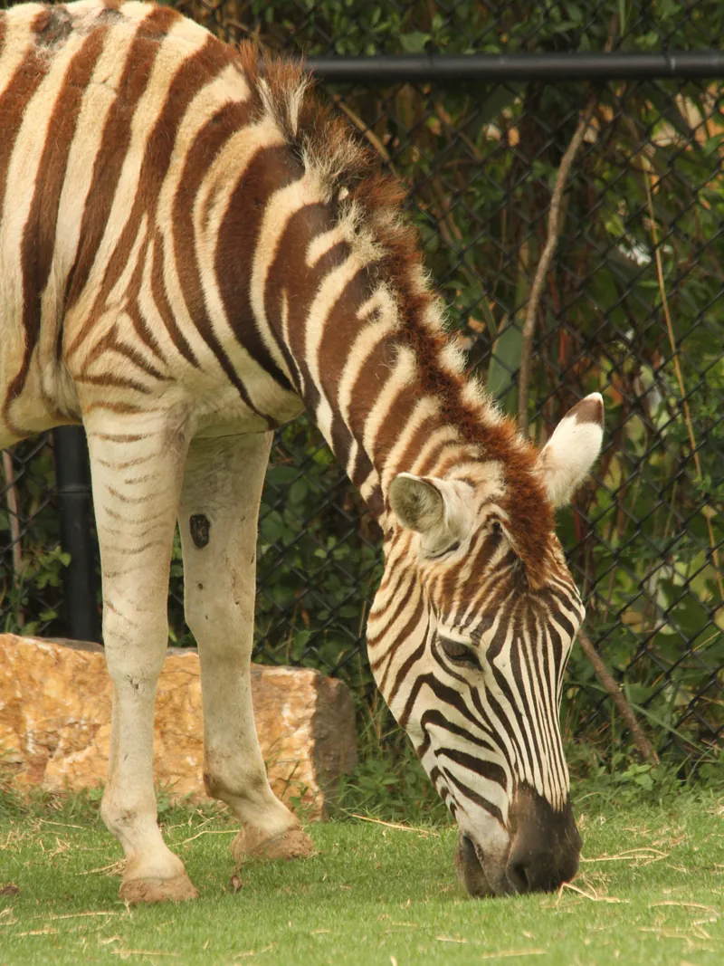Close-up portrait of a Damara zebra at the Little Rock Zoo