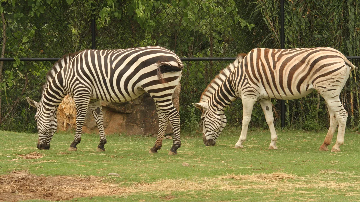 Two zebras grazing on grass in their habitat at the Little Rock Zoo